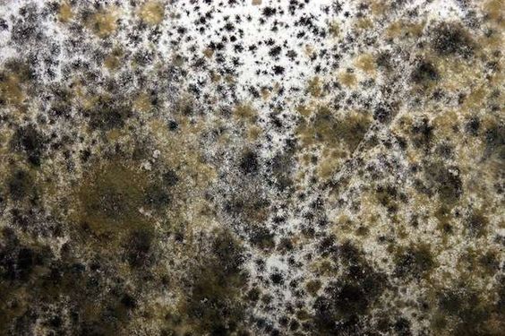Mouldillness Mycotoxins mould affected wall