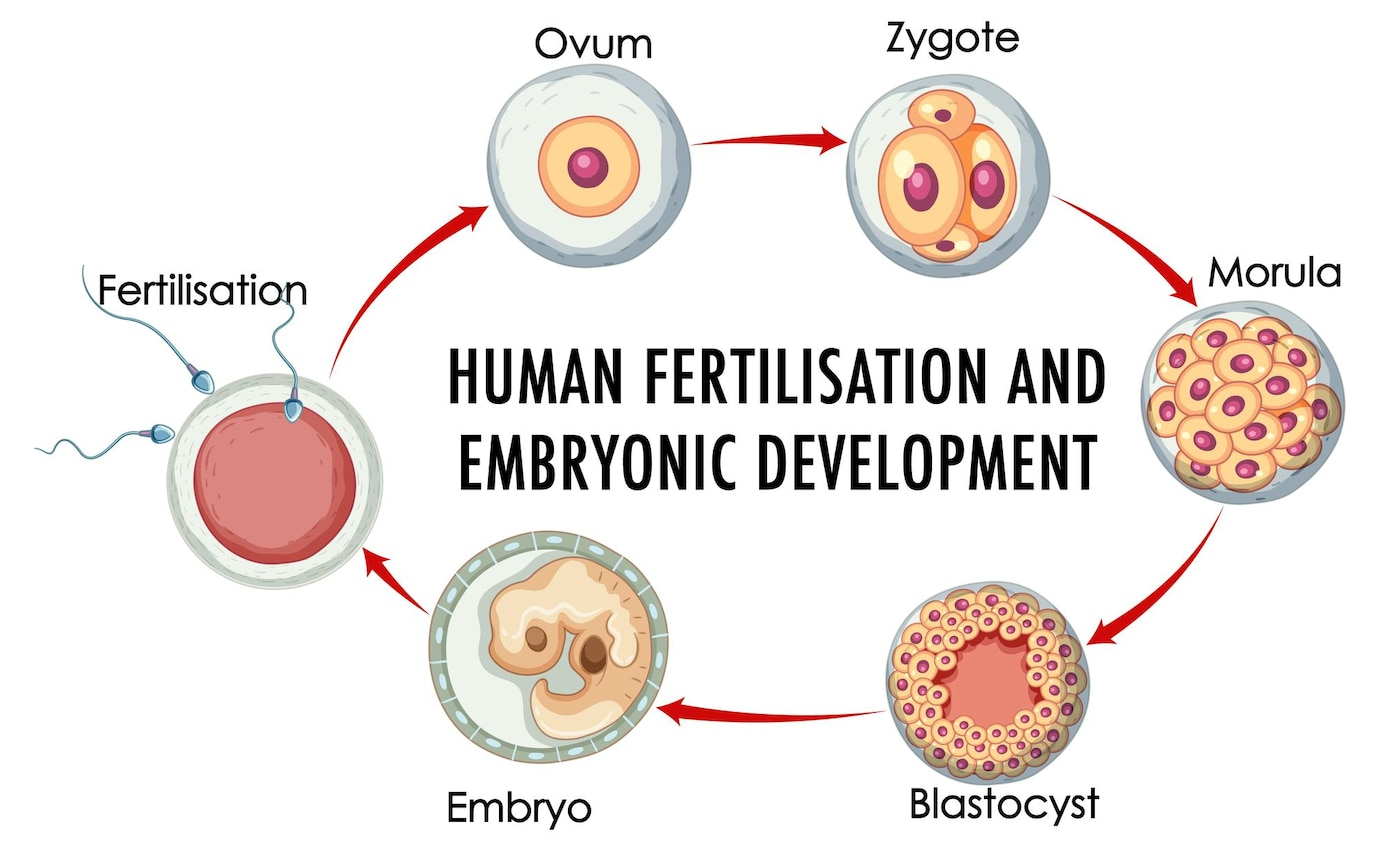 Mouldillness Mycotoxins building forensics Human Fertilisation and Embryonic Development visualization