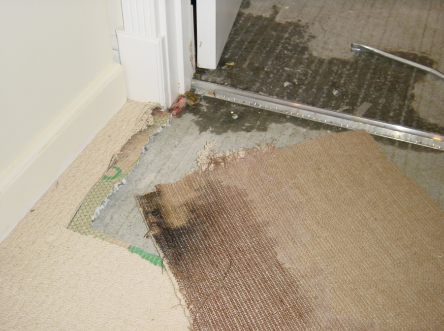 Mould illness Mycotoxins building forensics wet floor affect with mold