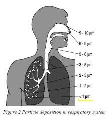 Mouldillness Mycotoxins building forensics Human Respiratory system visual